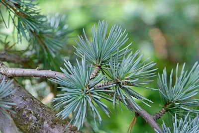 Cedrus libani 'Pendula' - cedr libanonský - jehlice ve svazcích - detail
